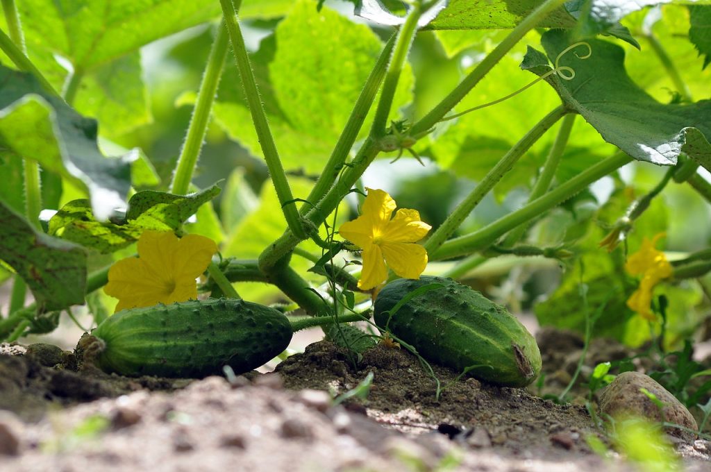 Health Benefits: Cucumber Water for a Healthier Lifestyle 2 cucumbers, vegetable garden, cucumber plants-7322966.jpg
